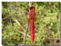 Crocothemis erythraea